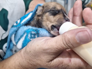 Filhotes de cachorro são encontrados molhados e sem alimentação em Americana