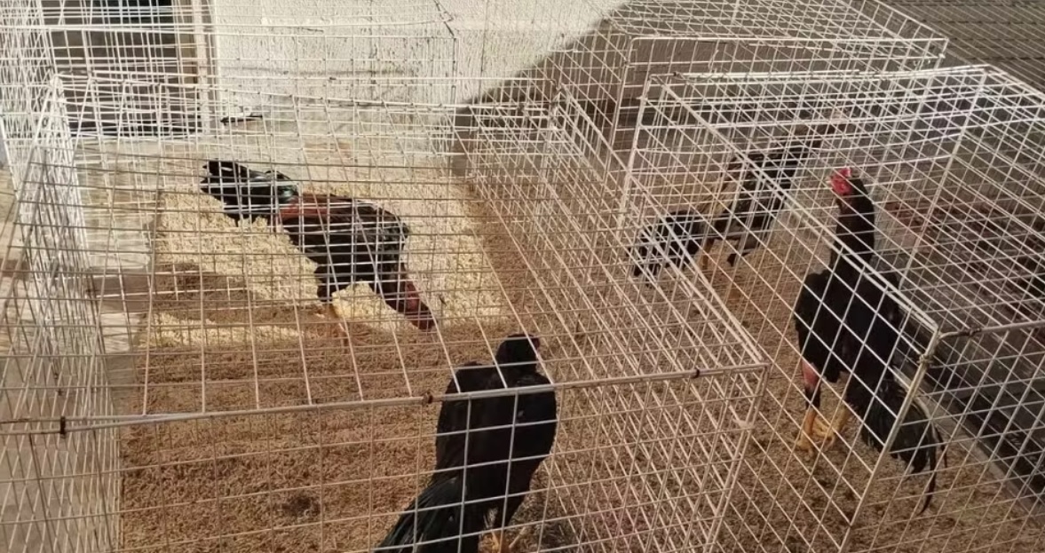Rinha de galos é fechada pela Polícia Militar Ambiental em Hortolândia