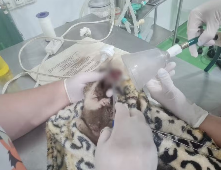 Itatiba: sagui morre após contrair herpes humana