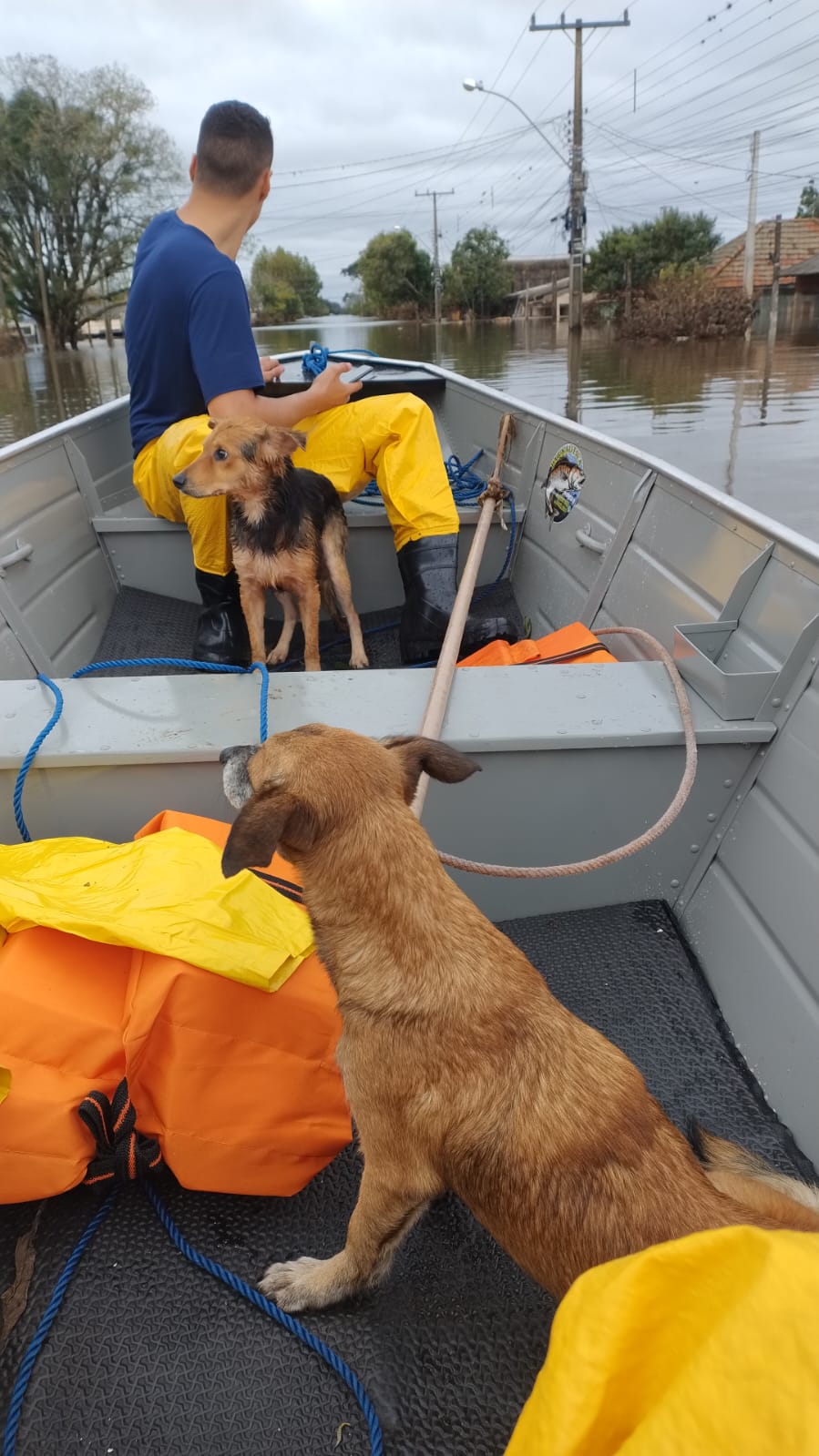 Voluntários de Campinas ajudam no resgate de pessoas e animais no Rio Grande do Sul
