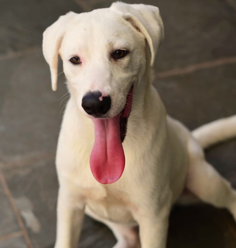 Bem-Estar Animal realiza 2ª Feira de Adoção de Animais