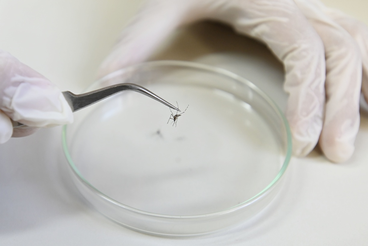 Mais uma morte por dengue é confirmada em Sumaré