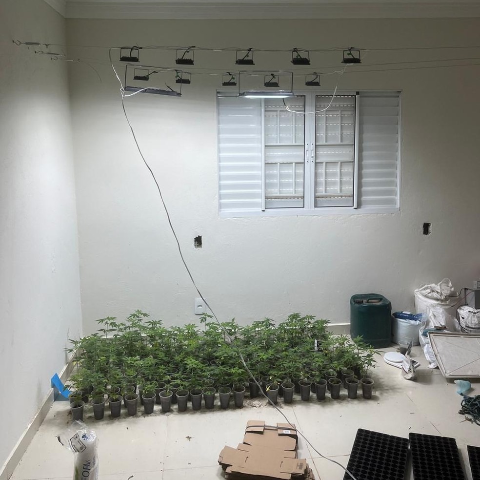 Homem é preso em Valinhos em chácara com produção de maconha