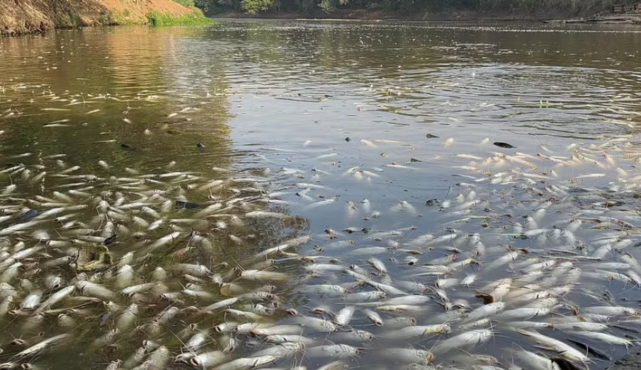 Mortandade de peixes tem afetado turismo na rua do Porto em Piracicaba
