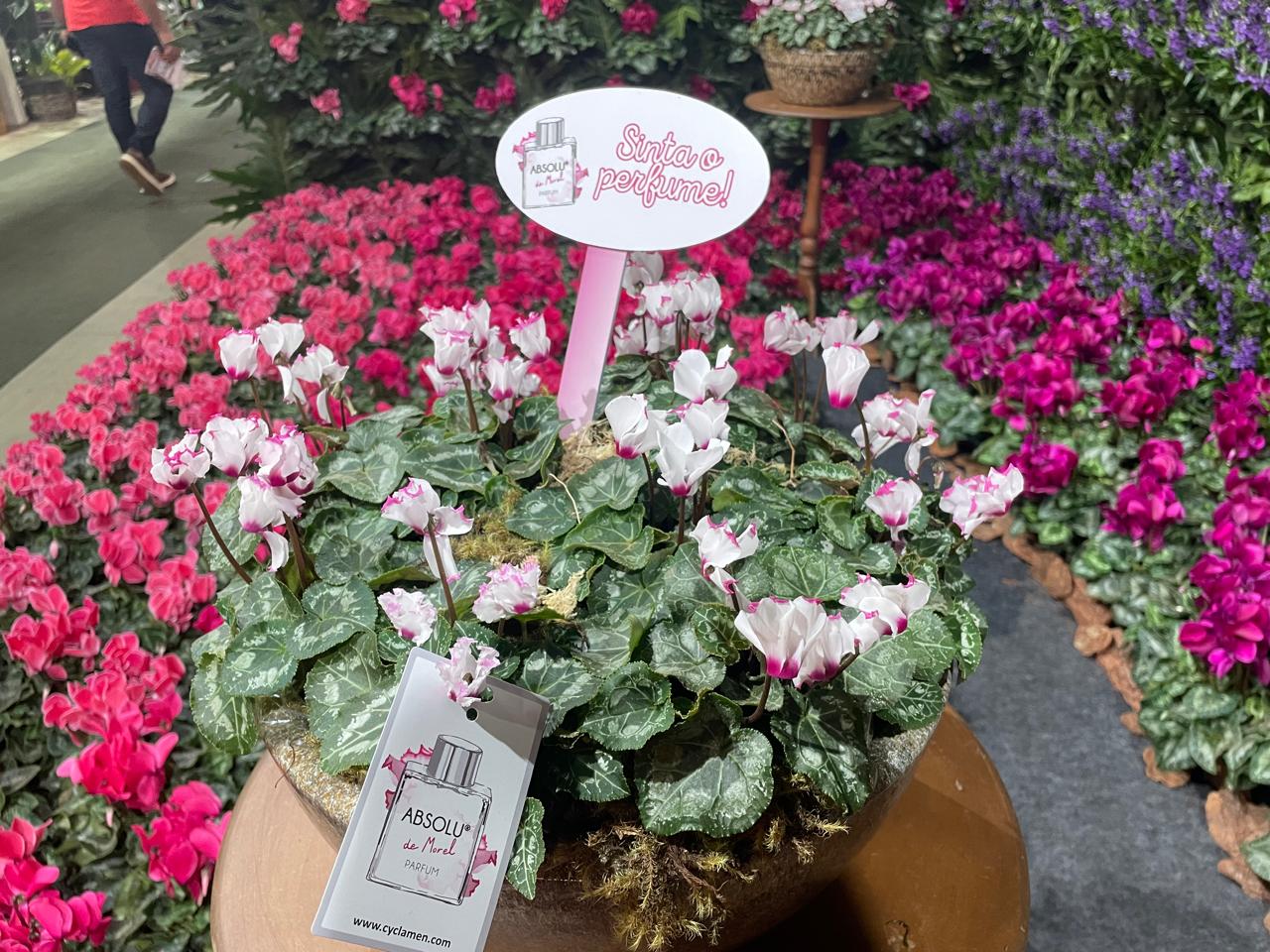 Exposição Nacional de Floristas atrai centenas de pessoas à Holambra