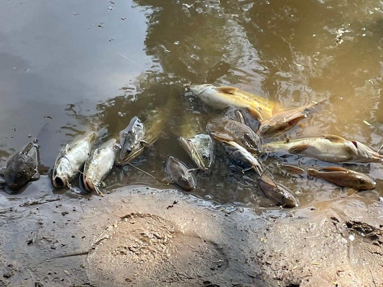 1 mês após mortandade de peixes em Piracicaba, usina segue dizendo que não é causadora