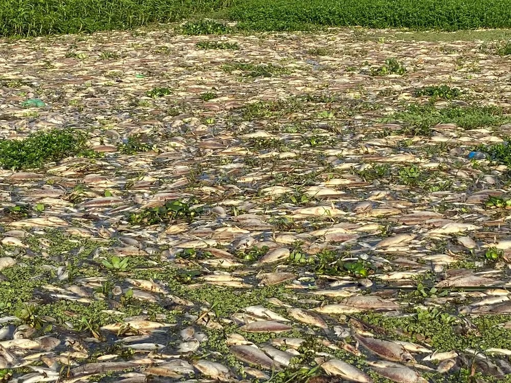 Mais de 60 toneladas de peixes mortos já foram retirados em Tanquã