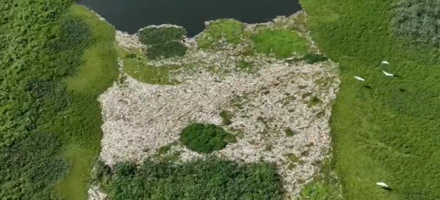 Melaço de cana causou mortandade de peixes em Piracicaba, diz Cetesb
