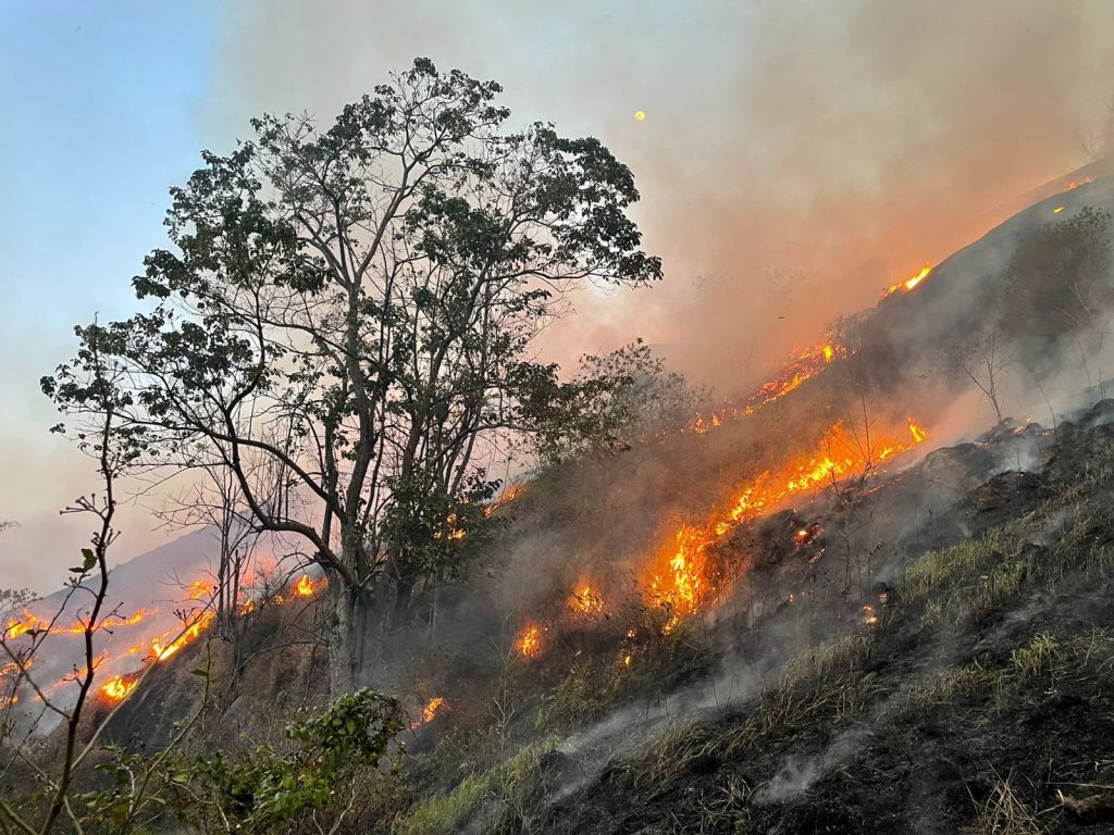 Recomposição de matas atingidas por incêndios pode demorar até 15 anos