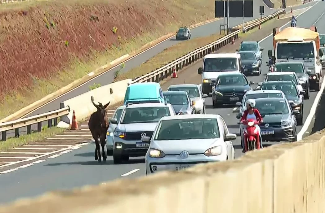 Cresce número de acidentes com animais em rodovias da região de Campinas