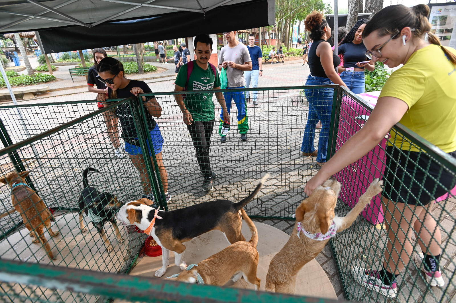 Bem-Estar Animal registra aumento de adoção de animais com as feiras no Taquaral