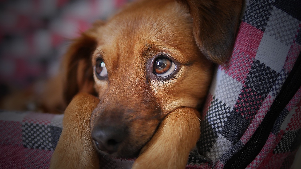 Calor intenso e baixa umidade do ar afetam os pets; entenda como protegê-los