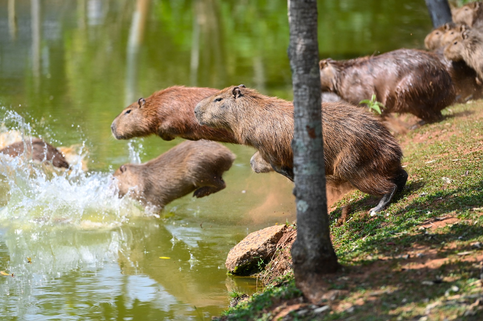 Capivaras de parques públicos de Campinas serão esterilizadas