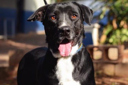 Feira de Adoção de Pets acontece neste domingo no Taquaral