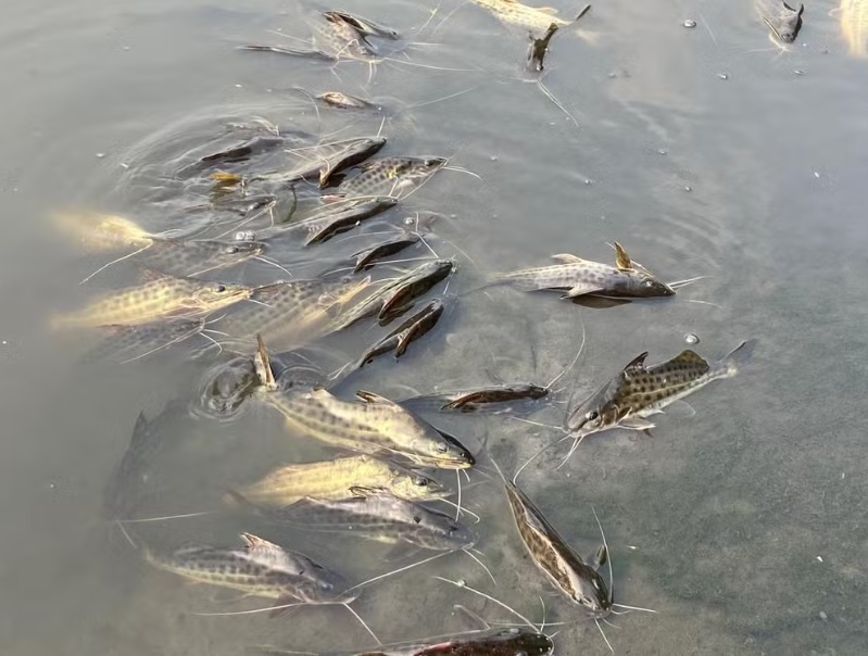 Nível de oxigênio cai, e mais peixes aparecem agonizando no Rio Piracicaba