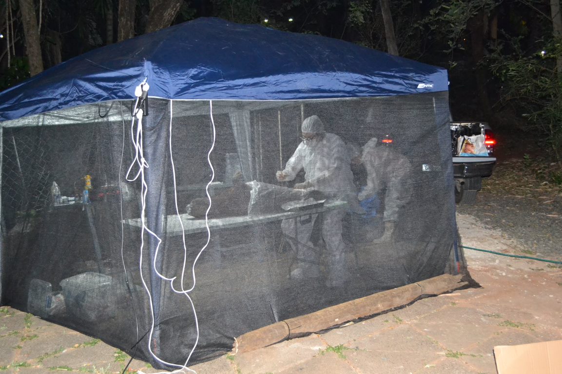 Campinas inicia controle reprodutivo de capivaras para combater a febre maculosa