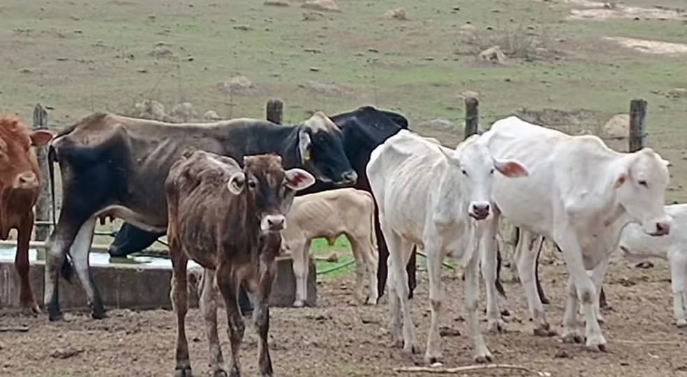 Fazenda com animais em situação de maus-tratos é localizada em São Pedro