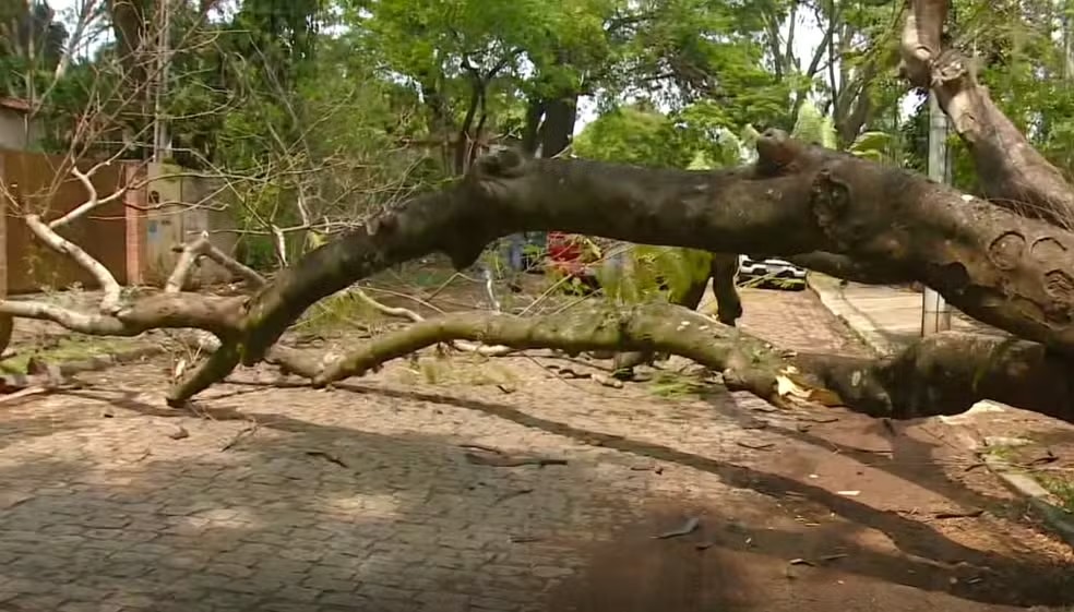 Mulher fica ferida após queda de árvore em Barão Geraldo