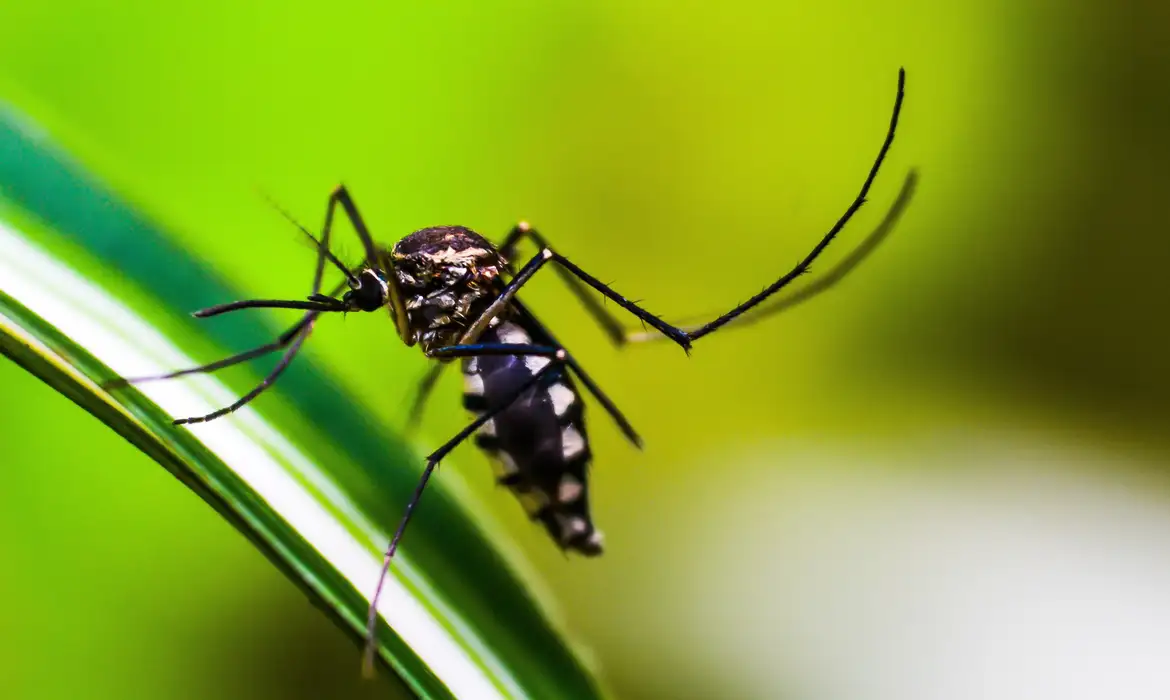 Aumento de 1ºC na temperatura pode ampliar o risco de dengue em Campinas