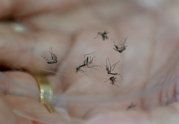 Outras seis cidades da região decretaram emergência por dengue