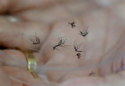 Limeira confirma 7ª morte por dengue em 2025; cidade tem mais de 3 mil casos