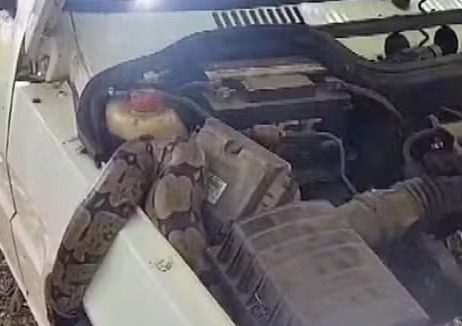 Cobra é encontrada em motor de carro em Limeira