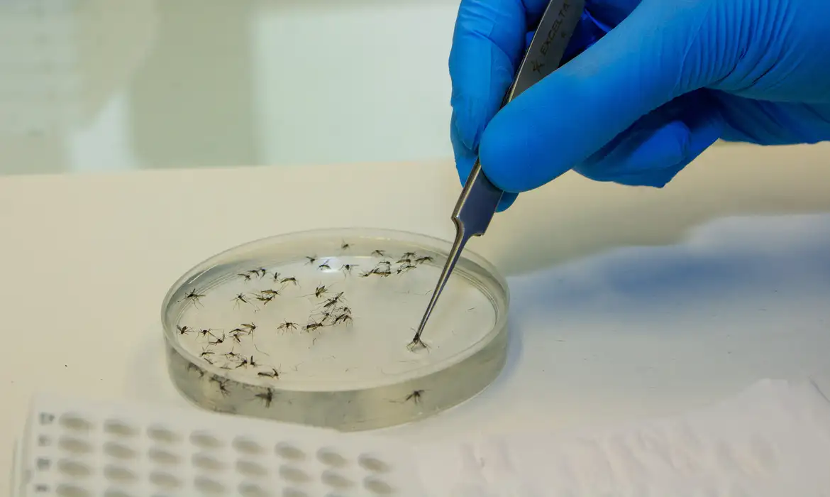 Dengue: casos se aproximam do total de 2024, e São Pedro concentra atendimentos em UBS