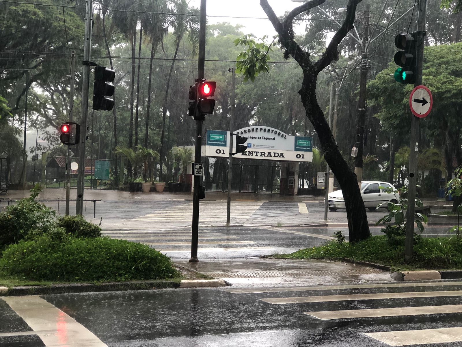 Chuva provoca quedas de árvores e muros em Campinas ; ninguém ficou ferido