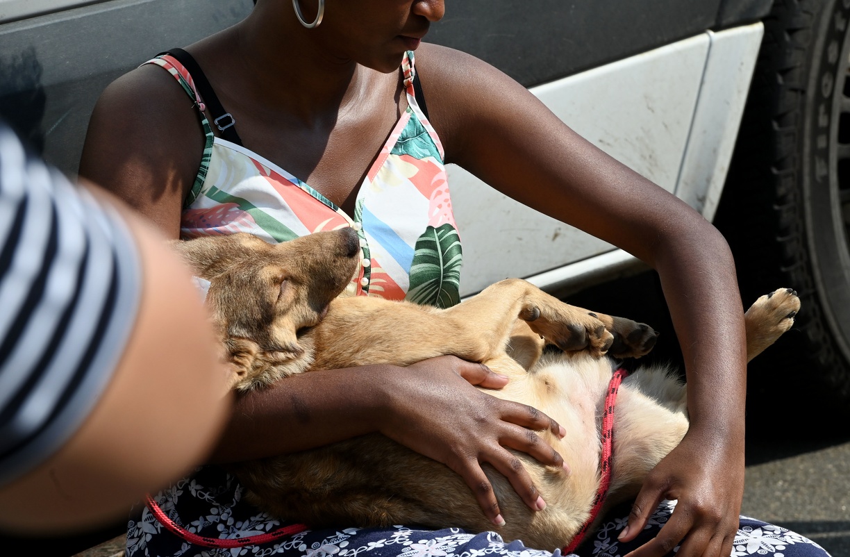 Agendamento para castração de cães e gatos em Barão Geraldo abre nesta segunda