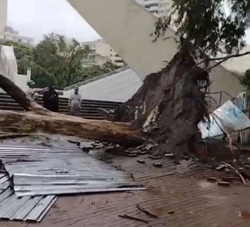 Árvore de grande porte cai no “Centro de Convivência” em Campinas