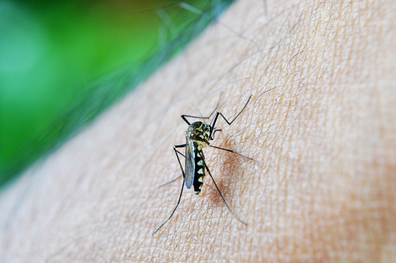 Dengue também pode causar problemas bucais; ouça recomendações de médico