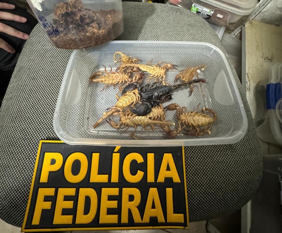 MPF denuncia à Justiça morador de Campinas que mantinha mais de 500 animais silvestres em casa 