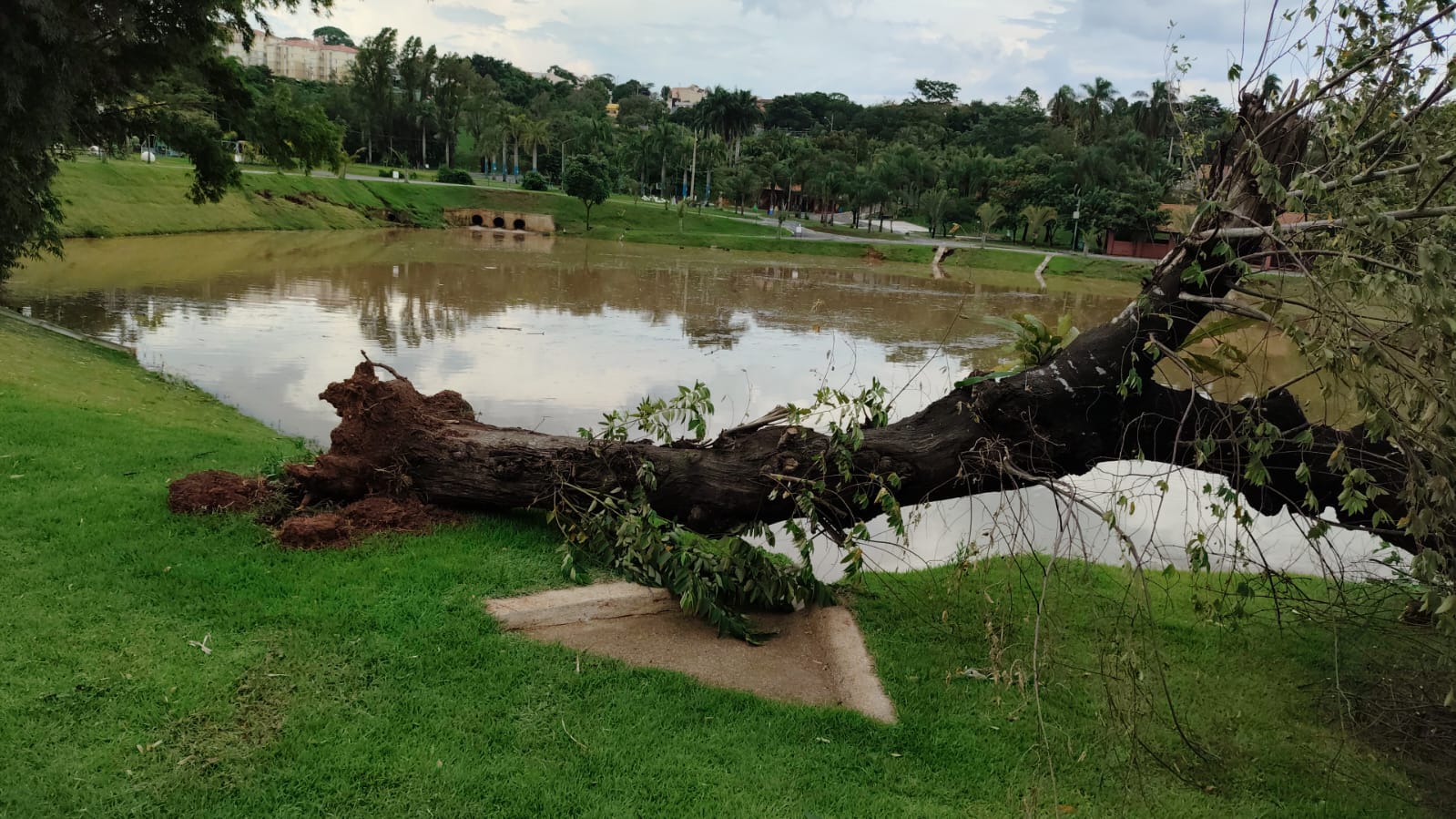 Parque das Águas, em Campinas, é fechado após queda de árvores