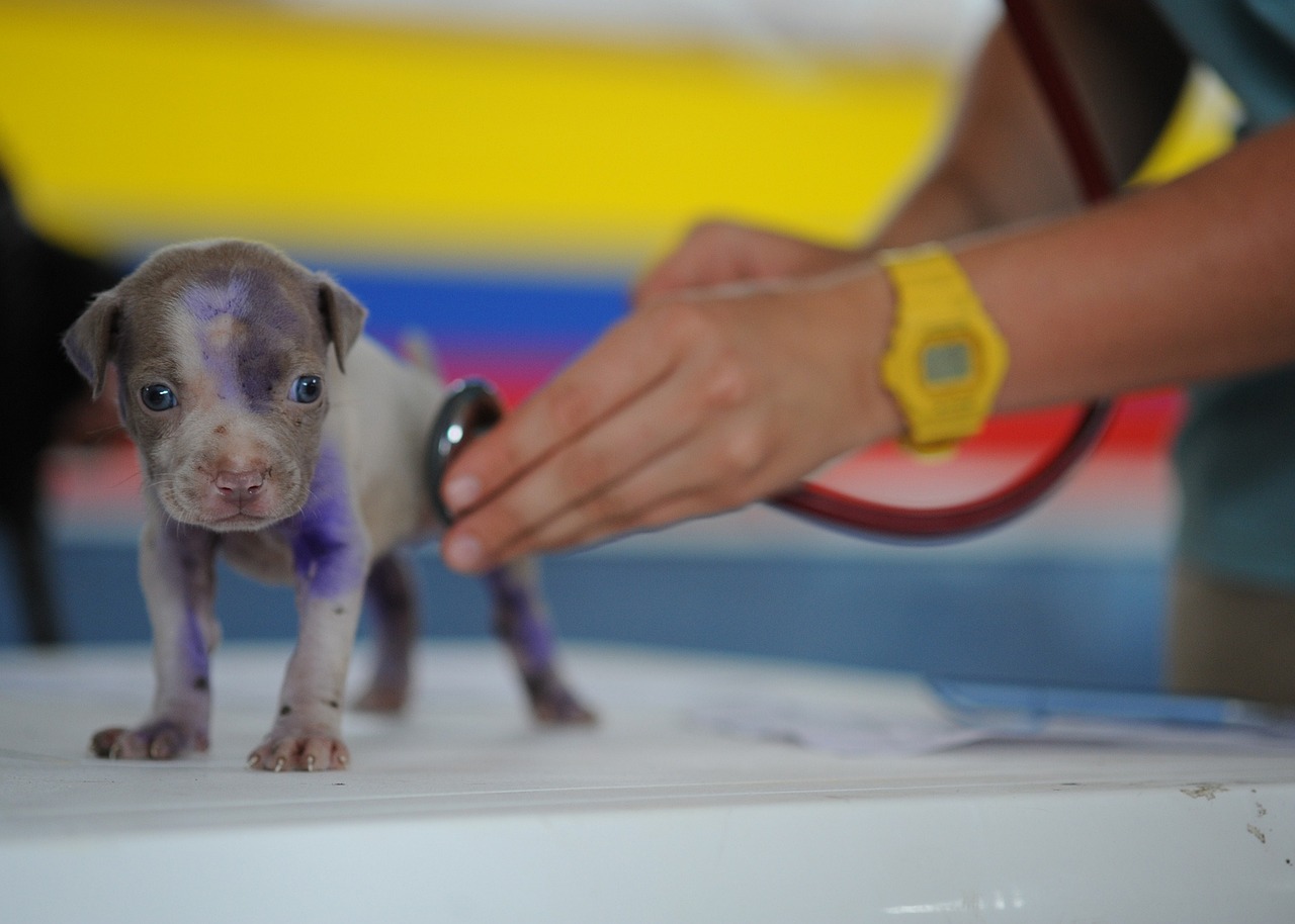 Pets terão atendimento veterinário gratuito pelo Município de Amparo