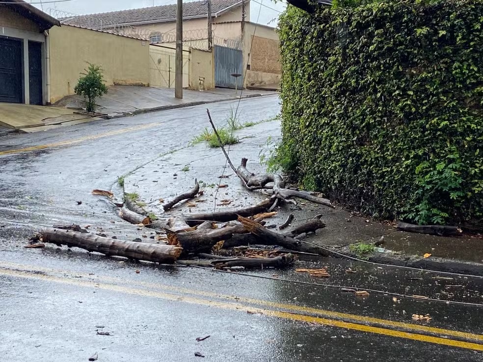 Queda de árvore provoca transtorno no bairro Vila Fátima, em Piracicaba