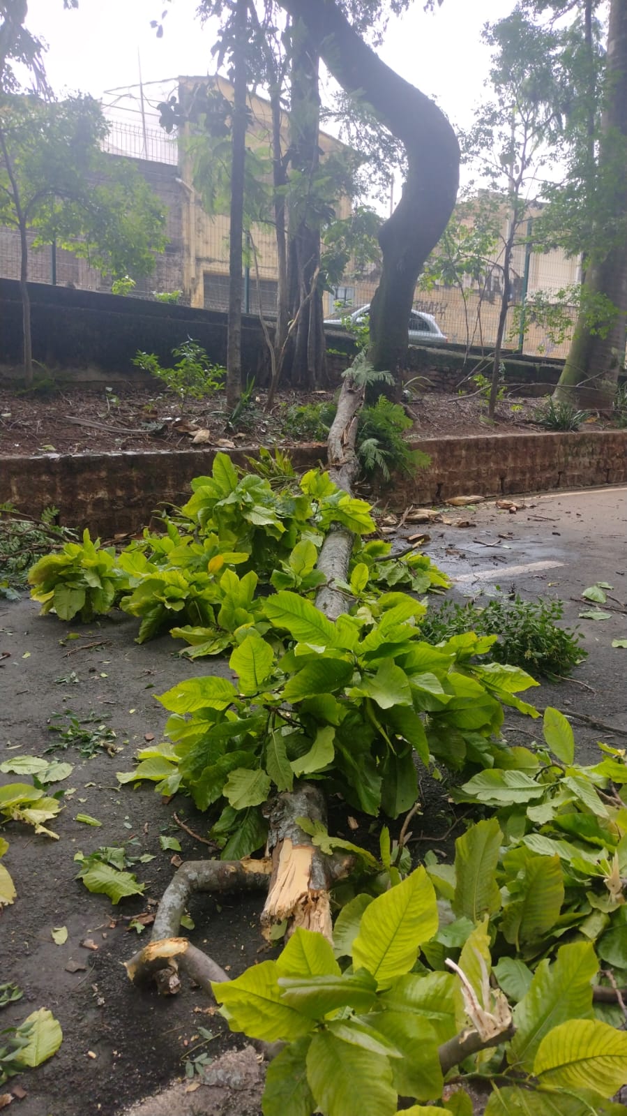Bosque dos Jequitibás é fechado novamente após tempestade