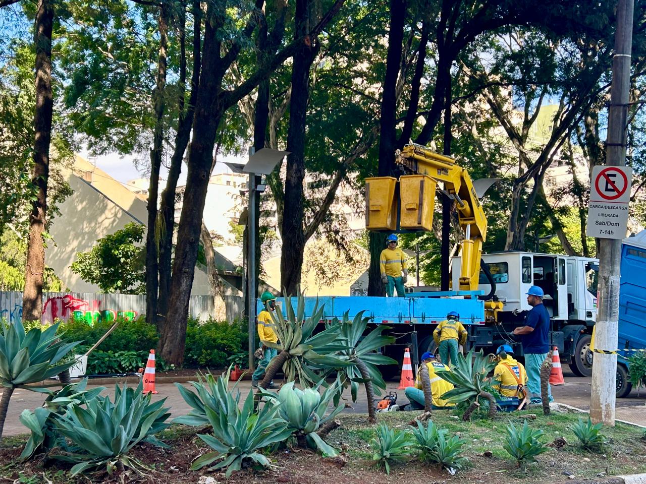 Campinas inicia trabalho de substituição de 18 árvores no Centro de Convivência