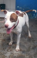 Valente, cão resgatado em tanque de esgoto, acumula lista para adoção