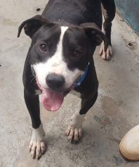 Valente, cão resgatado em tanque de esgoto, acumula lista para adoção
