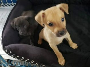 Valente, cão resgatado em tanque de esgoto, acumula lista para adoção