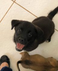 Valente, cão resgatado em tanque de esgoto, acumula lista para adoção