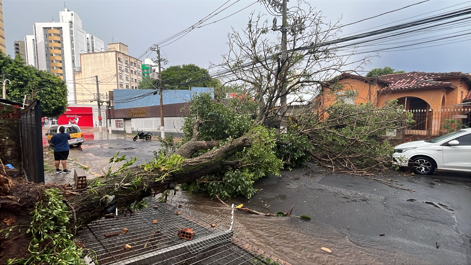 Chuva derruba árvores e causa pontos de alagamento em Campinas