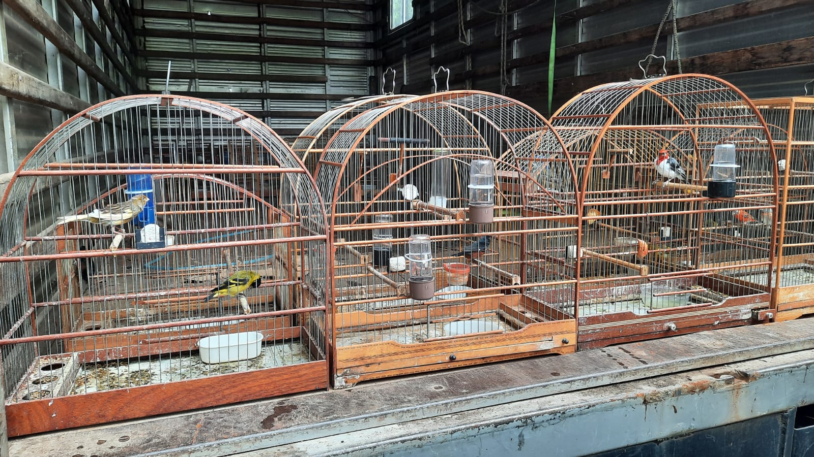 Homem é multado por manter aves em situação de maus-tratos em Campinas