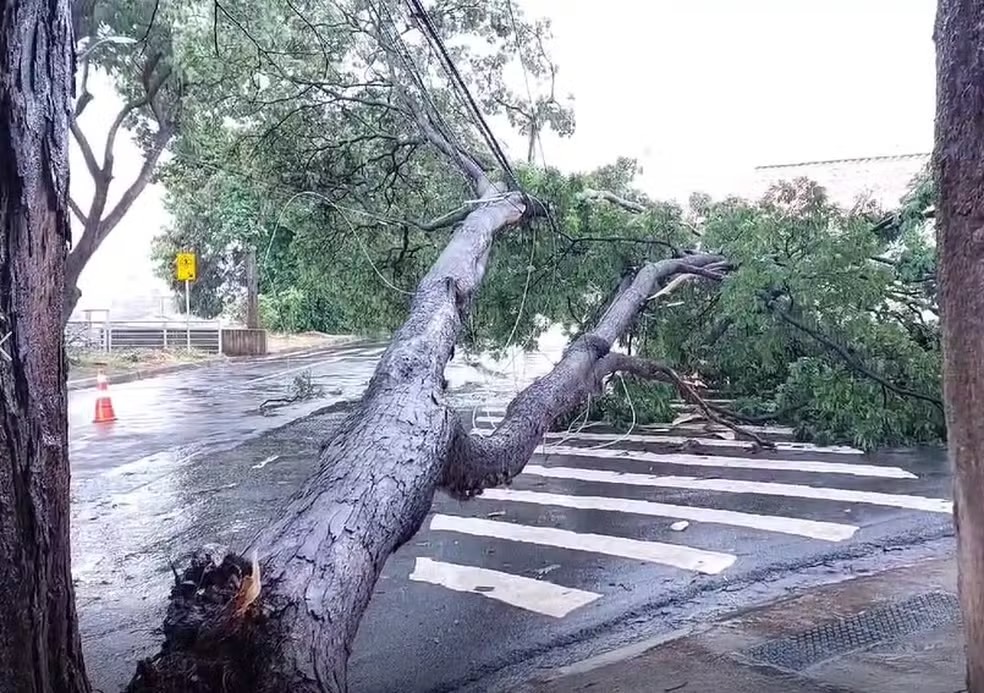 Queda de árvore deixa imóveis sem energia e afeta trânsito no Jardim Dom Nery