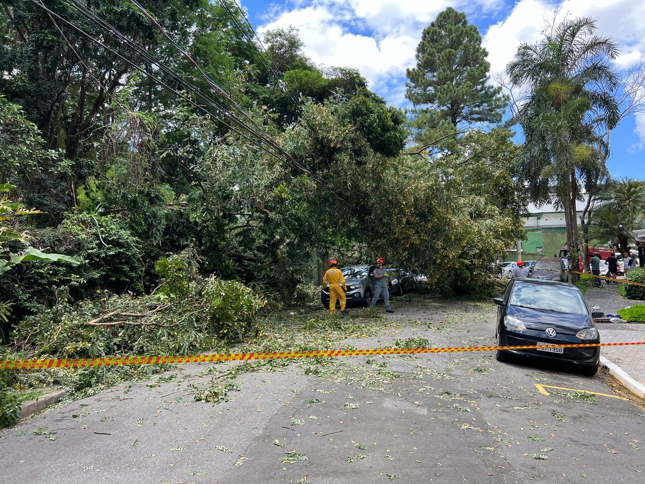 Árvore que caiu em cima de quatro carros ao lado do Brinco de Ouro já foi cortada