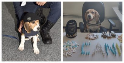 Canil da GM ganha novo integrante após Bart, um Beagle, se aposentar