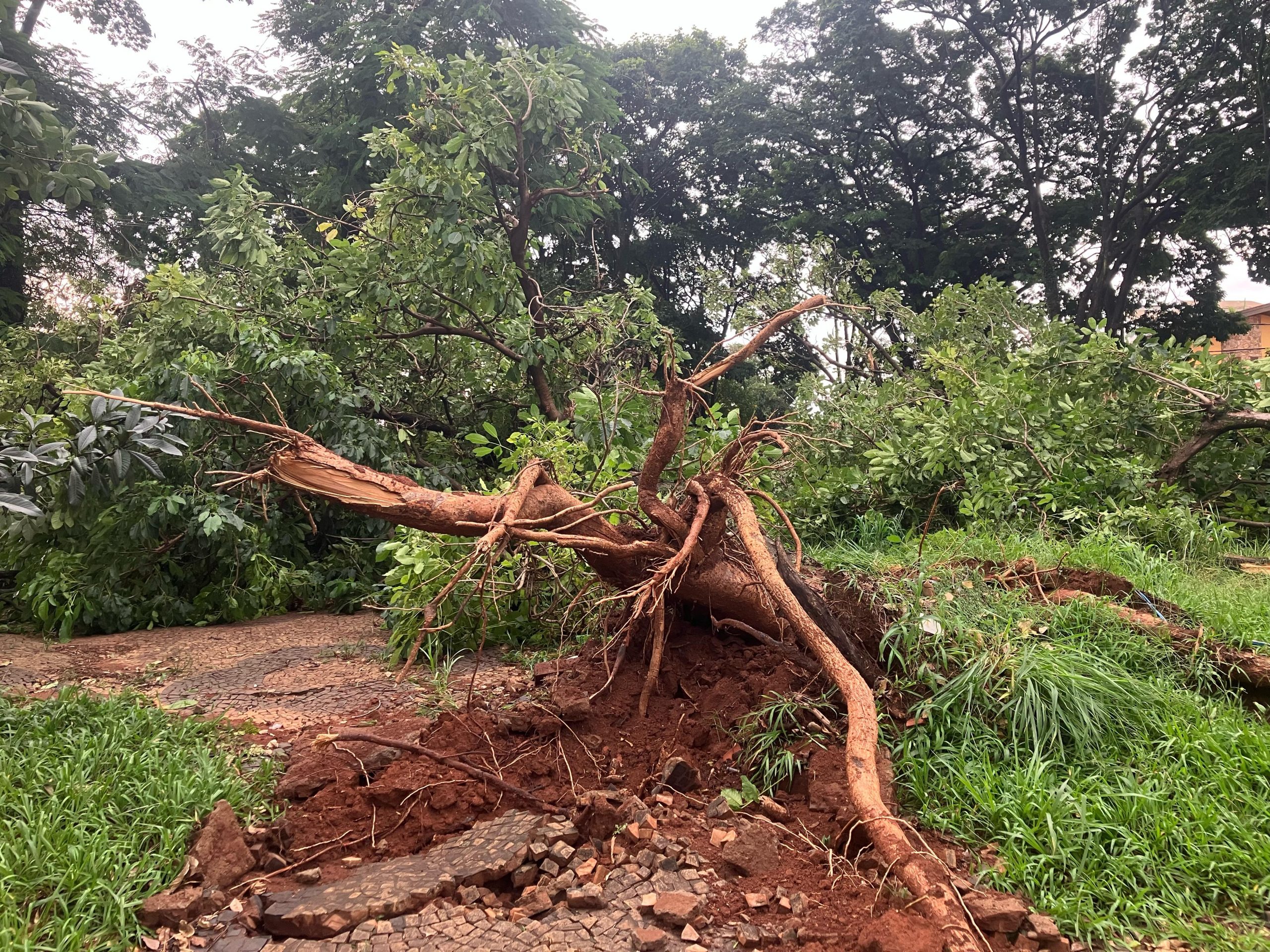 Chuva: Campinas registra queda de árvores e poste; uma casa ficou alagada