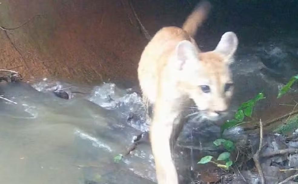 Família de onça-parda é registrada na Mata de Santa Genebra em Campinas; veja vídeo
