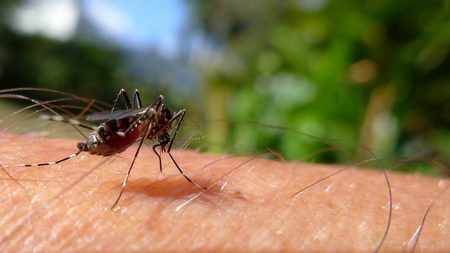 Campinas reforça combate à dengue em 18 bairros