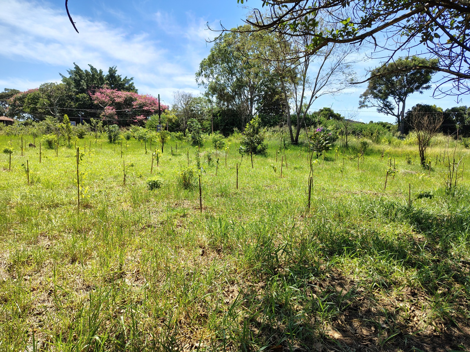 Árvores são plantadas em área verde no Village; projeto quer reflorestar espaços na cidade